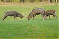 Název souboru=DSC_0017.jpg
Velikost souboru=470KB
Rozměry=1200x800
Datum přidání=07. Říjen 2017 DSC_0017.jpg