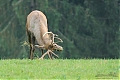 Název souboru=DSC_0597~0.jpg
Velikost souboru=488KB
Rozměry=1200x800
Datum přidání=07. Říjen 2017 DSC_0597~0.jpg
