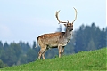 DSC_2946.jpg